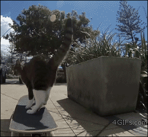 skateboarding GIF