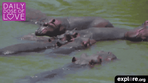 baby animal love GIF by explore.org