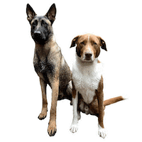 onthemarkbalancedtraining balanceddog balanceddogtraining balanced training balanced dog training Sticker