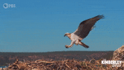 Australia Landing GIF by PBS