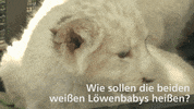 lion zoo GIF by Mitteldeutscher Rundfunk