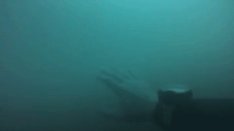 diver GIF by agconti