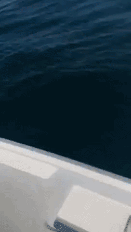 'We Were Outta There': Sharks Chase Inflatable Boat in Western Australia
