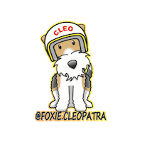 FoxieCleopatra cleo wft foxie foxiecleopatra Sticker