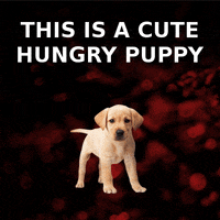 puppy skeleton GIF by Kiszkiloszki