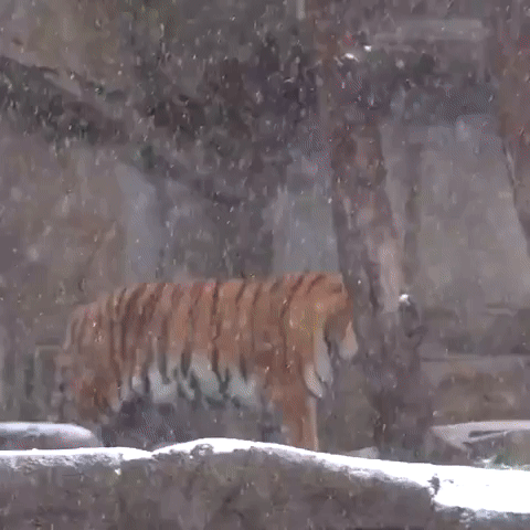 Light Snow Falls on Milwaukee County Zoo