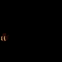 Bee Pipa GIF