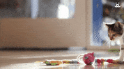 Best Friends Cats GIF by Best Friends Animal Society