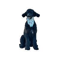 Crosby Black Poodle Sticker by Geekster Pets