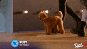Teddy Bear Dog GIF by Channel 7