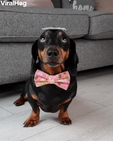 Patient Doggys Qualitea Balancing Skills GIF by ViralHog