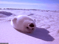 Baby-animals GIFs - Get the best GIF on GIPHY