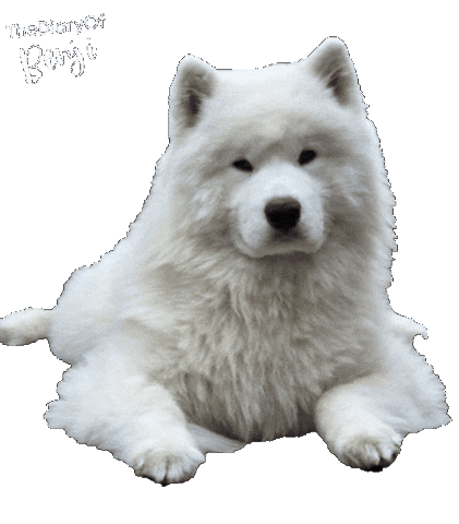 Dog Yes Sticker