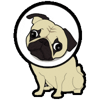 dog pug Sticker by Revealed Recordings
