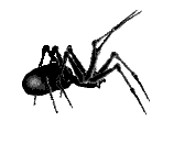 spider STICKER