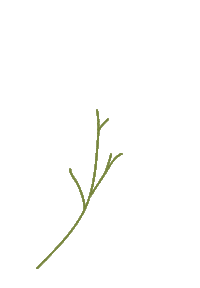 Plant Growing Sticker by Bouclair