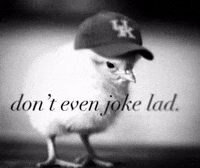 Kentucky Wildcats GIF