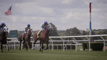 Horse Racing Horses GIF by The NYRA