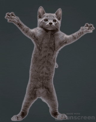 Lets Go Cat GIF by Unscreen