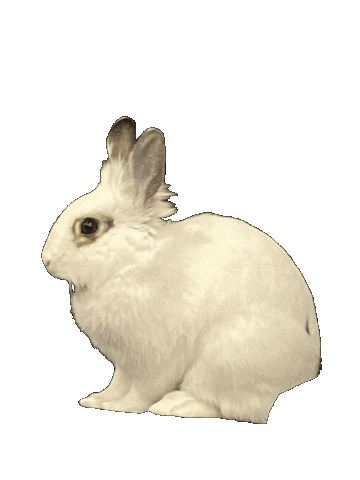 hopperhortonbunny bunny rabbit hopper hoppie Sticker