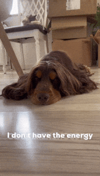 Sorry Cocker Spaniel GIF
