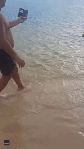 Shark in Shallow Water Sparks Excitement on Sydney Beach