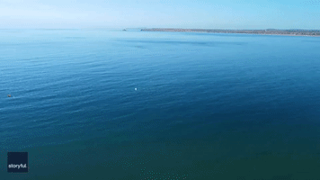 'Magical': Drone Footage Captures Dolphins Leaping Out of Crystal Clear Ocean