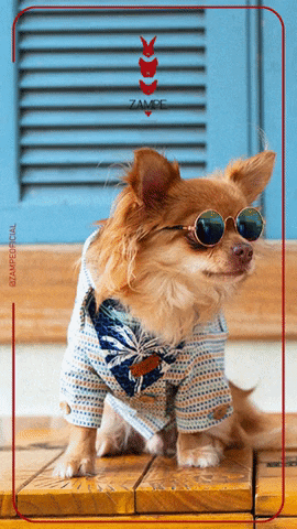 Dog Sunglasses GIF by ZAMPE pet apparel