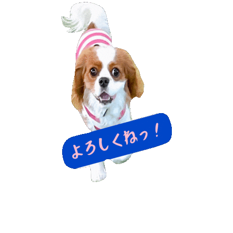 Cavalierkingcharlesspaniel Sticker