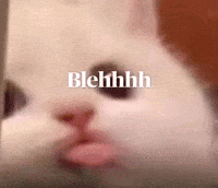 Kitten Cute Cat GIF