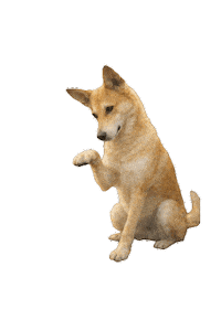 mimmilofstrand dog nature sweet point Sticker