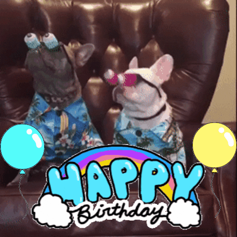 Video gif. Two french bulldogs sit in a leather chair, wearing googly-eye glasses. The dogs seem confused, looking around. Beneath them is text, decorated in rainbows and balloons that reads, “Happy Birthday.”