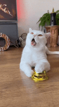 Big Cat GIF