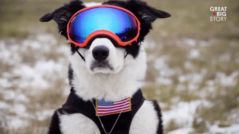dogs puppy GIF by Great Big Story