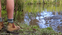 'Bad Boy' Alligator Removed From Australian Lagoon for Hostile Behaviour