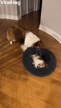 Dog Funny Animals GIF by ViralHog