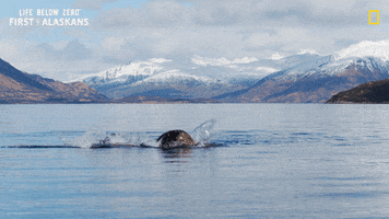 Nat Geo Swimming GIF by National Geographic Channel