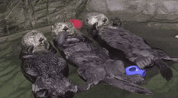 marinemammalrescue friends floating buddies otters GIF