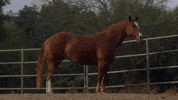 Sexy Cowboy GIF by Darius Martin