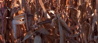 nebraska GIF