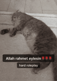 Cat GIF