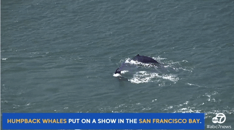 GIF by Mashable