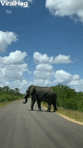Elephant Roadblock In Kruger National Park GIF by ViralHog