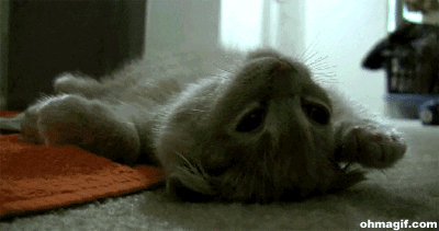 cat loving GIF