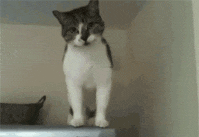 cats GIF