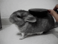 Bunny GIF