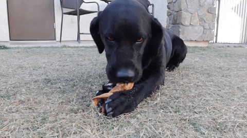 FatPuppy giphygifmaker dogs cute dogs funny dogs GIF