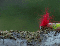 Forest Worm GIF by Omer Gal