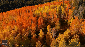 Stunning Drone Video Shows Autumnal Orange Aspens in Northern Utah