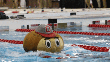 Ncaa Sports Swimming GIF by Ohio State Athletics